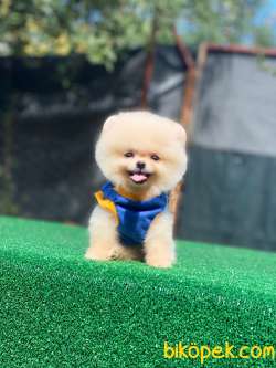 Pomeranian Boo 2 3