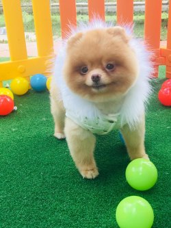 POMERANİAN BOO ADULT TEDDYBEAR 2