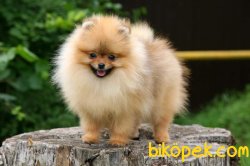 POMERANİAN BOO 1