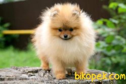 POMERANİAN BOO 3