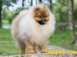 Pomeranian Boo 3
