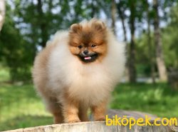 Pomeranian Boo 2