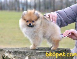 Pomeranian Boo 1