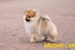 Pomeranian Boo 5