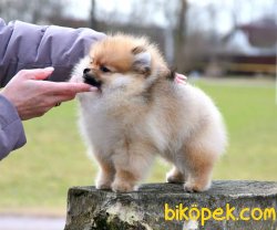 Pomeranian Boo 2