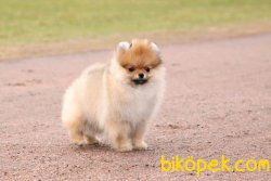 Pomeranian Boo 4