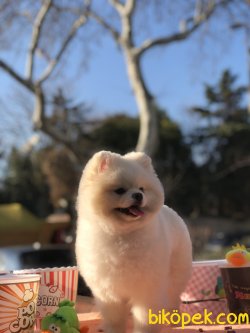 Pomeranian Boo 3