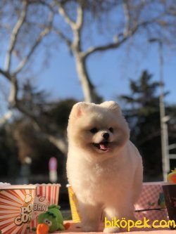 Pomeranian Boo 4