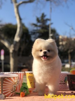 Pomeranian Boo 1