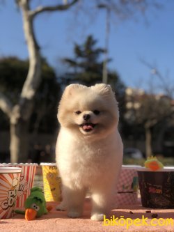 Pomeranian Boo 2