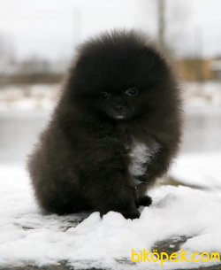 Pomeranian Boo 11 Aylık Erkek 1