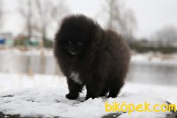 Pomeranian Boo 11 Aylık Erkek 5