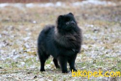 Pomeranian Boo 11 Aylık Erkek 4