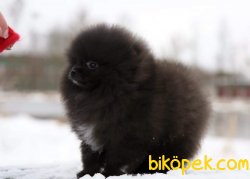 Pomeranian Boo 11 Aylık Erkek 3