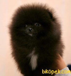 Pomeranian Boo 11 Aylık Erkek 2