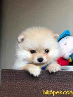 POMERANİAN BOO 1