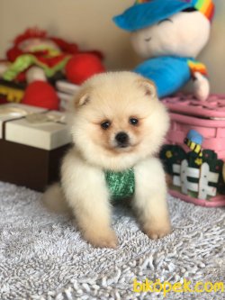 POMERANİAN BOO 3