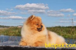 POMERANİAN BOO AYI SURAT 10 AYLIK 3