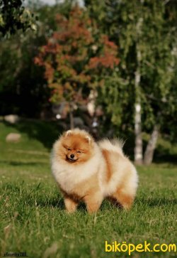 POMERANİAN BOO AYI SURAT 10 AYLIK 5