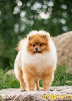 POMERANİAN BOO AYI SURAT 10 AYLIK 4