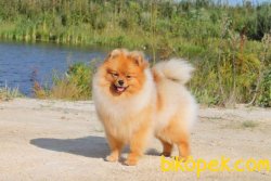 POMERANİAN BOO AYI SURAT 10 AYLIK 2