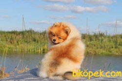 POMERANİAN BOO AYI SURAT 10 AYLIK 1