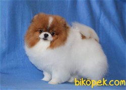 POMERANİAN BOO PARTYCOLOR 3
