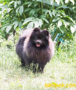POMERANİAN BOO 3