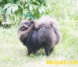 POMERANİAN BOO 2