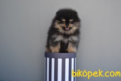 Pomeranian Boo 1