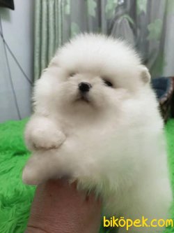 POMERANİAN BOO 3