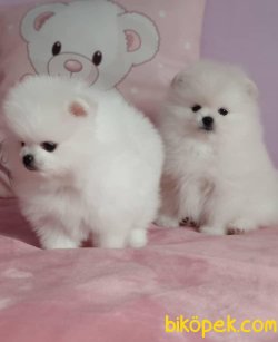POMERANİAN BOO 1