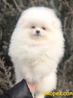 POMERANİAN BOO 4