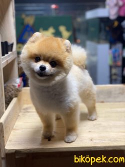 Pomeranian Boo 3