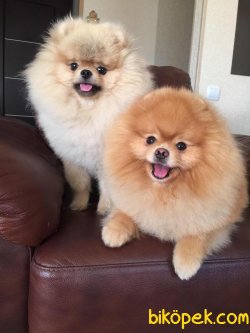 Pomeranian Boo 2