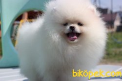 POMERANİAN BOO 2