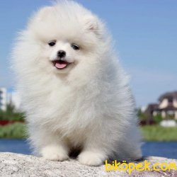 POMERANİAN BOO 3