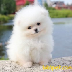 POMERANİAN BOO 1