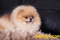 POMERANİAN BOO YETİŞKİN 2