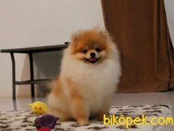 POMERANİAN BOO YETİŞKİN 1
