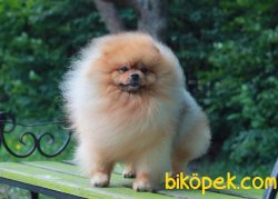 POMERANİAN BOO 1