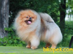 POMERANİAN BOO 2