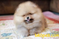 POMERANİAN BOO YAVRU 2