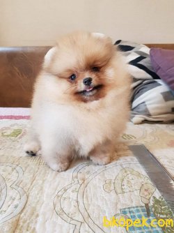 POMERANİAN BOO YAVRU 3
