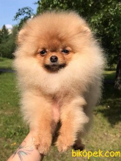 POMERANİAN BOO 2