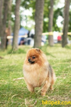POMERANİAN BOO 4