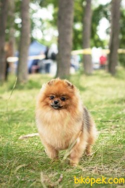 POMERANİAN BOO 1