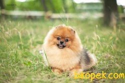POMERANİAN BOO 3