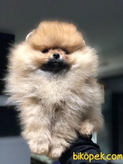 POMERANİAN BOO 2