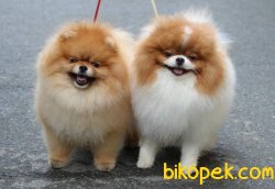 POMERANİAN BOO 3